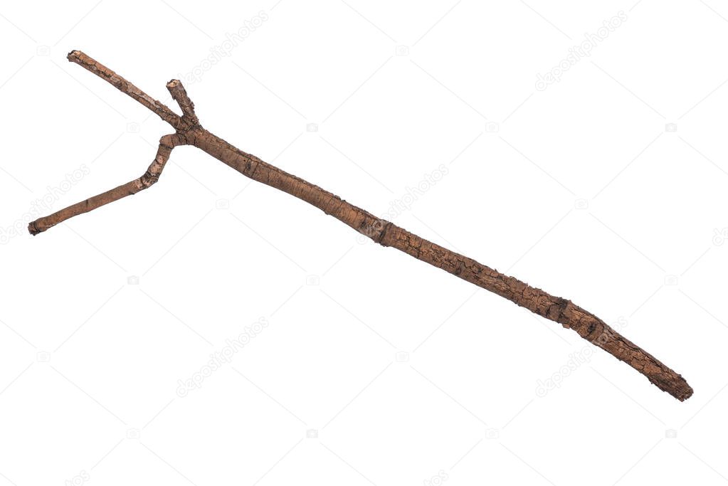 Dry tree branch on white