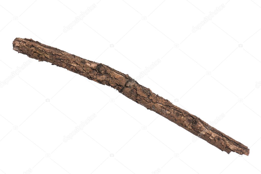 Dry tree branch on white