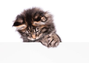 Maine Coon kedi boş