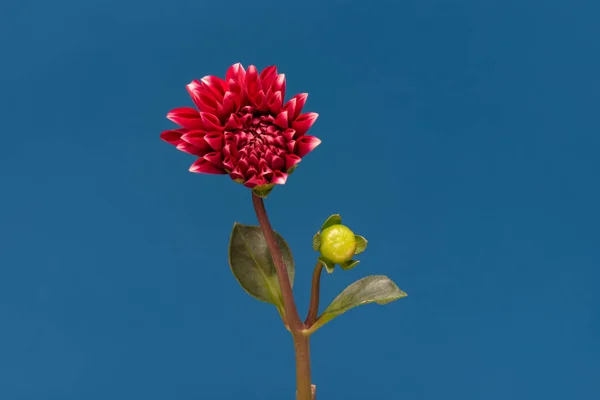 Flor em flor Dalia — Fotografia de Stock