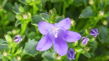 Yeşil yapraklı çan çiçekleri zaman aşımı, üst görünüm arka plan. Güzel mor Campanula Porto 'nun zaman atlaması.