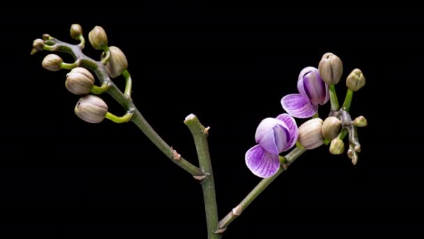 4K時間黒の背景に隔離されたオーキッドの花を開きます 美しい紫色の花序のタイムラプス — ストック動画