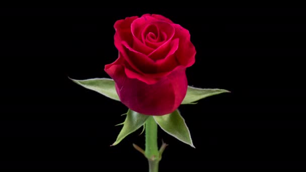 4K红玫瑰花绽放的时间 生与死美丽的玫瑰 黑色背景下的一朵花的闭合时间 — 图库视频影像