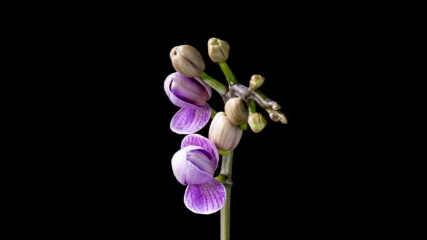 开放兰花的时间流逝 隔离在黑色的背景下 美丽的紫色仙人掌花的时光流逝 — 图库视频影像