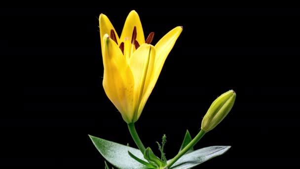 Time Lapse Blooming Yellow Lily Flower Krásná Lily Otevírá Včasný — Stock video