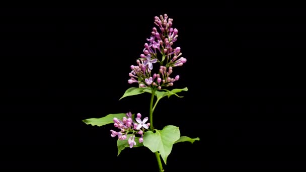 Time Lapse Violet Lilac Blooming Black Background Time Lapse Opening — Stock Video