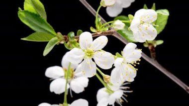 Beyaz kiraz çiçekleriyle çiçek açan dalın 4K Zaman Hızı. Siyah arka planda izole edilmiş, çiçekli ve yeşil yapraklı zaman atlamalı bahar ağacı dalı. Bahar zamanı sopa ağacı dalı.