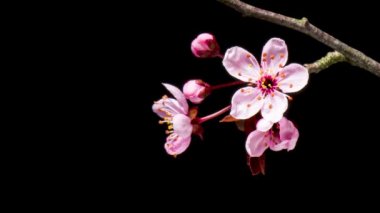 Pembe kiraz çiçekleri ile çiçek açan dallar. Siyah arka planda izole edilmiş çiçek ve tomurcuklu hızlandırılmış bahar ağacı dalı. Bahar zamanı sopa ağacı dalı.