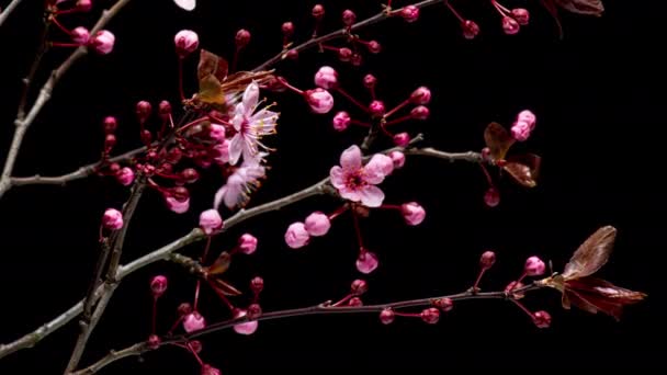 K時間ピンクの桜の花と花の枝の失効 花や芽を持つ時間経過春の木の枝は 黒の背景に隔離されます 木の枝の春 — ストック動画