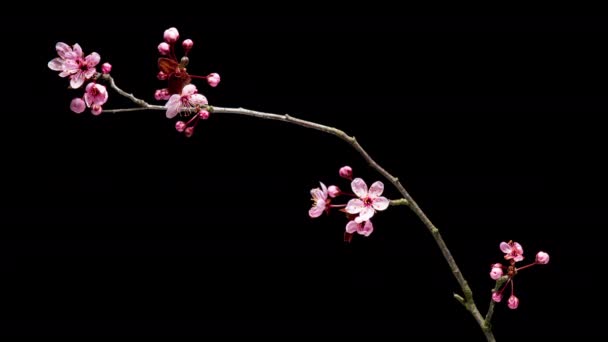 4K开着花的枝条 开着粉红色的樱花 时滞的春树分枝 花蕾丛生 在黑色的背景上被隔离 春春时节插枝 — 图库视频影像