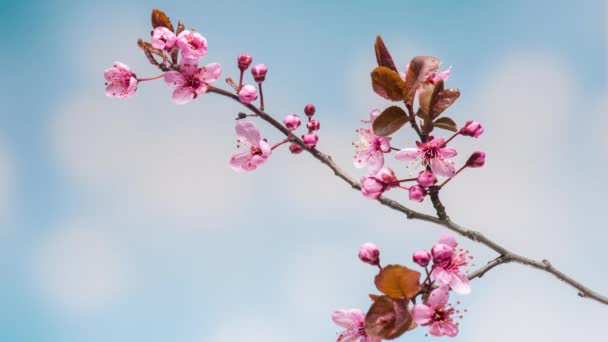 Time Lapse Blossoming Branch Pink Cherry Blossom Flowers Time Lapse — Stock Video