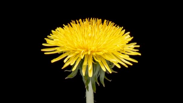 Time Lapse Dandelion Flower Blossoming Yellow Flower Head Dandelion Macro — Stock Video