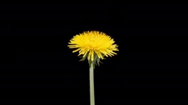 Karahindiba çiçeğinin 4K Zaman Süreleri. Çiçek açan sarı karahindiba çiçeği başı. Siyah arka planda makro çekim. Stüdyoda Timelapse Bahar Sahnesi.