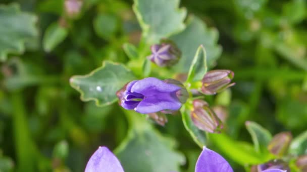Time lapse de fleurs de bellflower avec feuillage vert, fond vue sur le dessus. Time-lapse de belle Campanula Porto violet en fleurs .