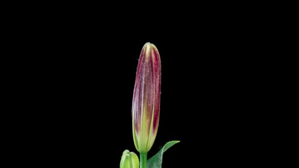 Time lapse de fleur de lys rouge en fleurs. Belle Lily qui s'ouvre. Gros plan Timelapse de fleurs grandes fleurs sur fond noir.