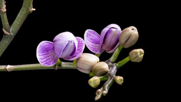 Time Lapse Van Het Openen Van Orchidee Bloemen Geïsoleerd Zwarte — Stockvideo