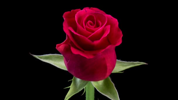 Time Lapse Blooming Red Rose Flower Life Death Beautiful Rose — Stock Video