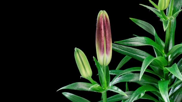 Time lapse de fleur de lys rouge en fleurs. Belle Lily qui s'ouvre. Gros plan Timelapse de fleurs grandes fleurs sur fond noir.