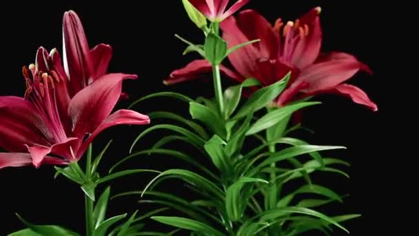 Loop Bela Flor Lírio Vermelho Fundo Preto Close Flores Lily — Vídeo de Stock