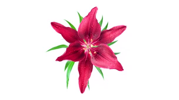 Vista Superior Bela Flor Lírio Vermelho Isolado Fundo Branco Close — Vídeo de Stock