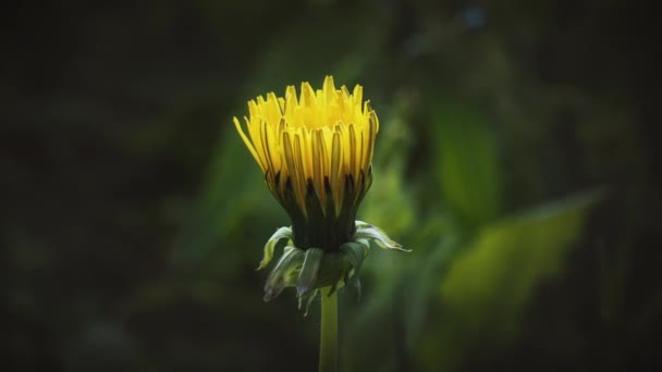 蒲公英花的时间流逝 蒲公英黄色的花冠透露 花粉在花朵上飞舞 宏观拍摄的自然背景 时光流逝的春天 大自然的神奇景象 — 图库视频影像