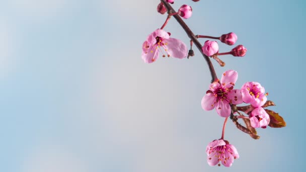 Zeitraffer Eines Blühenden Zweiges Mit Rosa Kirschblütenblüten Zeitraffer Frühlingsbaumzweig Mit — Stockvideo