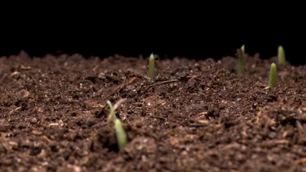 Tijd Dat Gerstegras Groeit Tijdsverloop Van Groeiend Groen Gras Geïsoleerd — Stockvideo