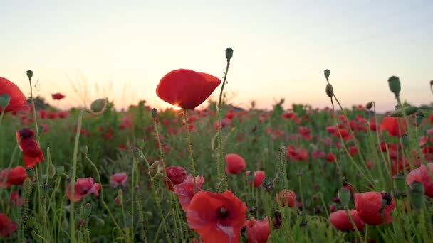 日落时盛开的红色罂粟地 美丽的花朵和春天的自然构图 盛开的罂粟在风中摇曳 — 图库视频影像
