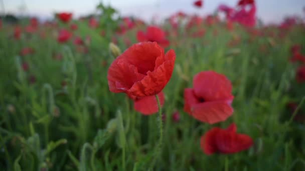 Campo Papavero Rosso Fiore Tramonto Bellissimi Fiori Composizione Natura Primaverile — Video Stock