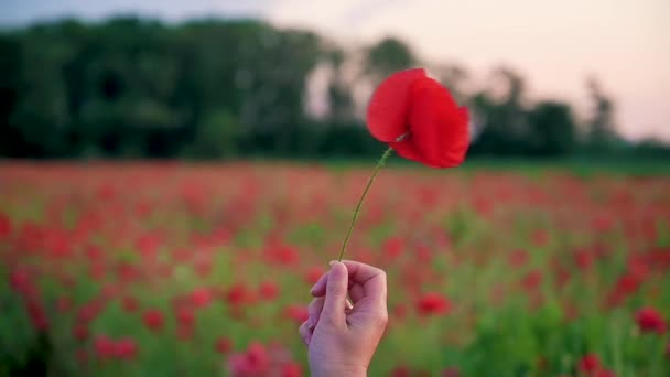 農村部のシーン 日没時に赤いケシが咲くフィールド 女性の手は赤いポピーの花を保持します — ストック動画