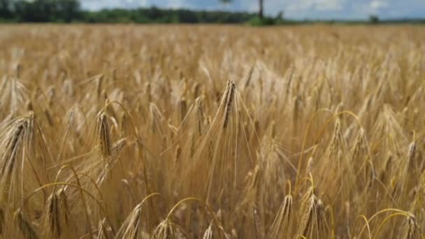 Scenic Wolken Blauwe Lucht Boven Golden Gerst Veld Draaien Gerstakkers — Stockvideo