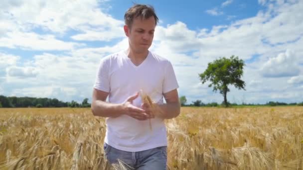 Красива Людина Фермер Ходить Золотому Ячмінному Полю Погладжує Стиглі Колоски — стокове відео