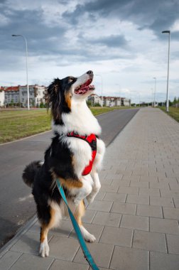 Avustralya çoban köpeği