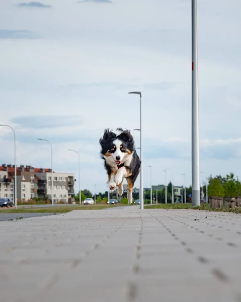 Avustralya çoban köpeği — Stok fotoğraf