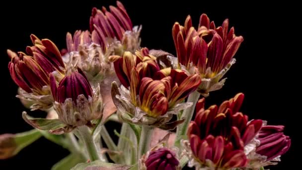 Tidsförskjutning blommande krysantemum blommor — Stockvideo