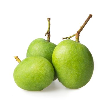 Mangifera