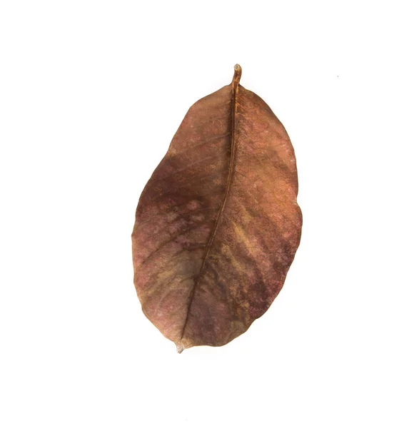 Brown dry leave — Stock Photo, Image
