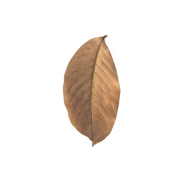 Brown dry leave — Stock Photo, Image