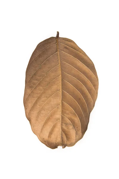 Brown dry leave — Stock Photo, Image