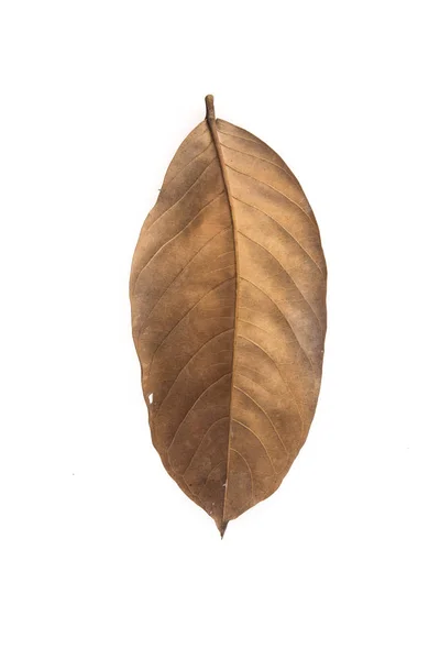 Brown dry leave — Stock Photo, Image