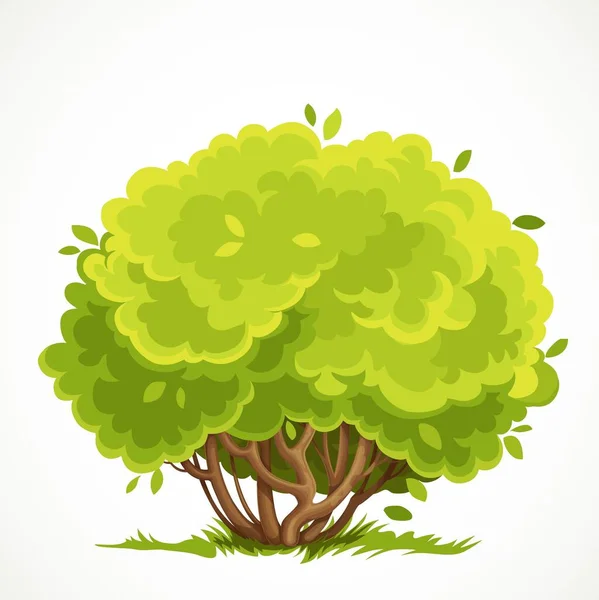 Arbusto Bajo Con Una Exuberante Corona Hojas Verdes Verano Dibujo — Vector de stock