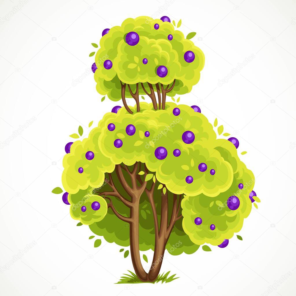 Tall bush with a lush crown of green summer leaves and purple berries vector drawing isolated on white background