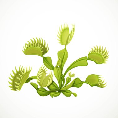 Dionaea muscipula gerçekçi vektör çizimi beyaz arkaplanda izole edildi