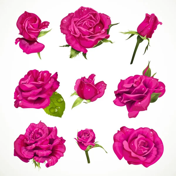 Pink Roses Set Isolated White Background — Stock Vector