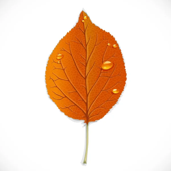 Orangefarbenes Herbstblatt Isoliert Auf Weißem Hintergrund — Stockvektor