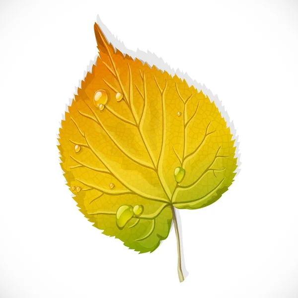 Herbst Gelb Und Grün Blatt Einer Birke Isoliert Auf Weißem — Stockvektor