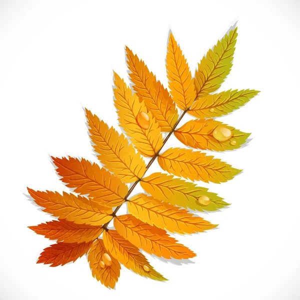 Hoja Rowan Otoño Aislada Sobre Fondo Blanco — Vector de stock