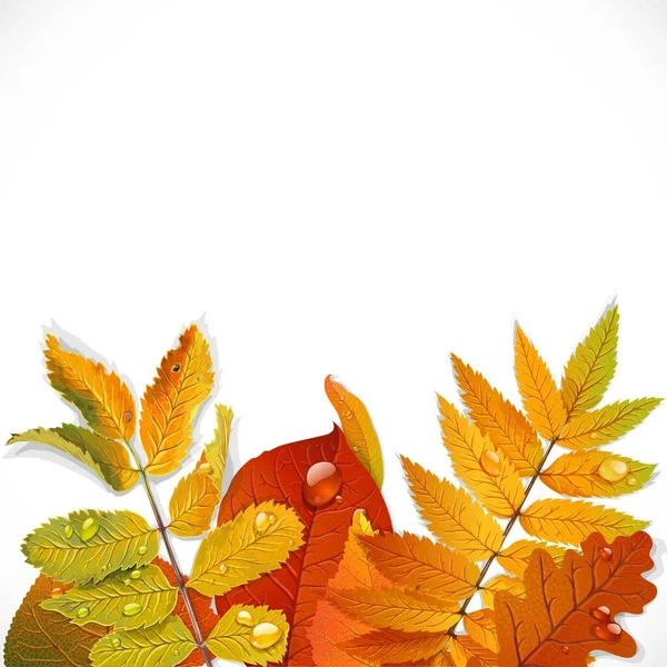 Реалистичные Красные Желтые Зеленые Осенние Листья Белом Фоне Пространством Текста — стоковый вектор