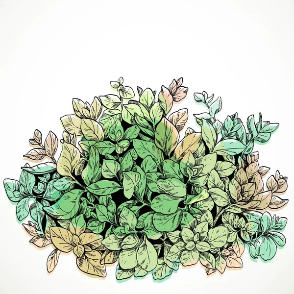 Letní Zahrada Rostlina Grafické Kreslení Malované Stylu Akvarelu Izolované Bílém — Stockový vektor