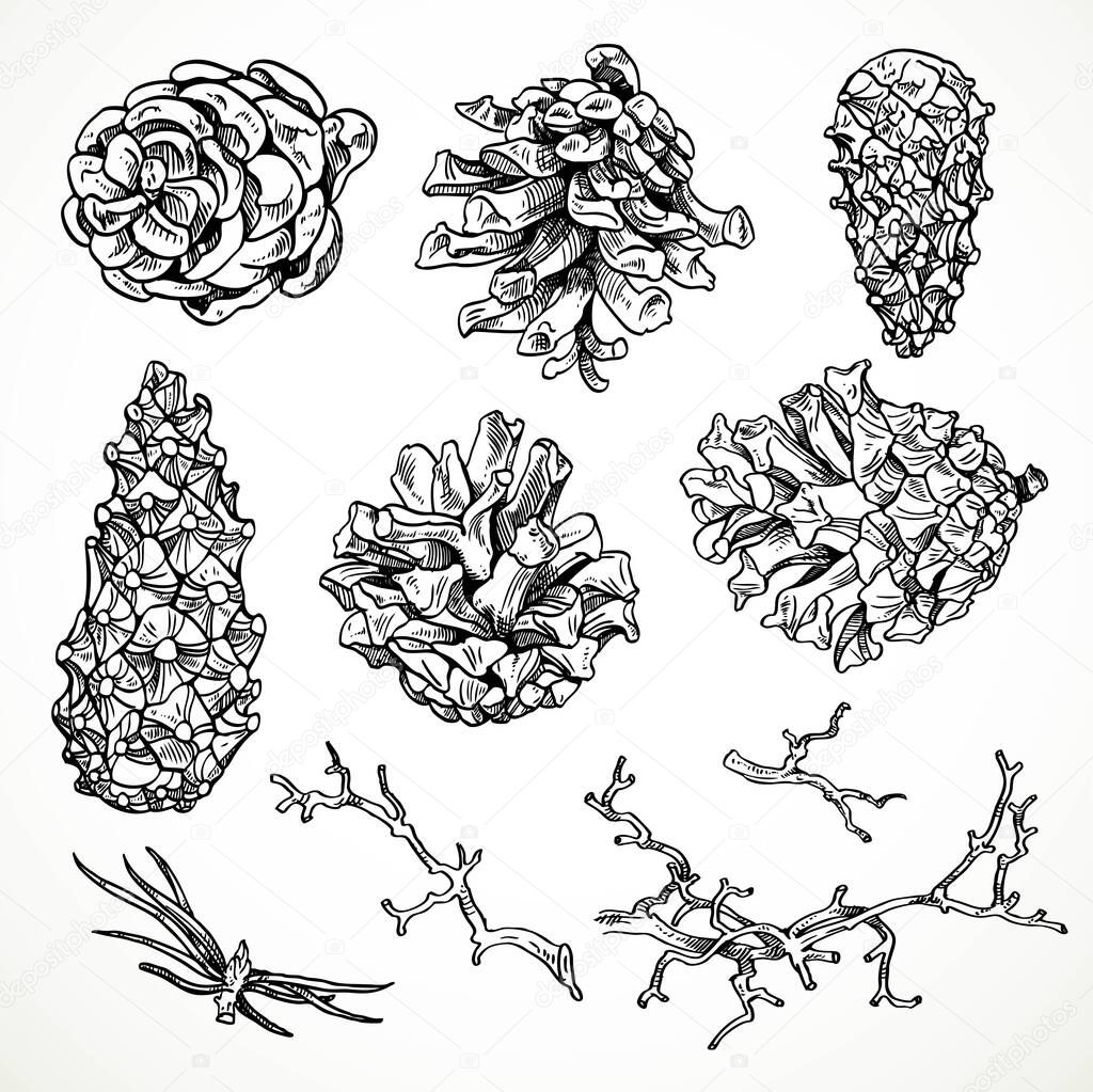 Open and closed pine cones and branches black and white drawing